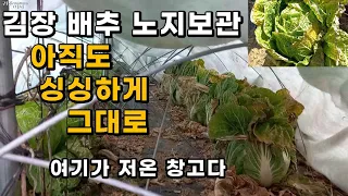 노지 보관한 김장 배추 아직도 가을배추처럼 싱싱하게 그대로 있어요