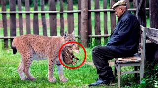 Dying Mother Lynx Gave Her Cub To This Old Man, Then He Did Something Unbelievable...