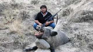 BEST WILD BOAR HUNTING YOUTUBE CHANNEL - GANGSTA PARADİSE!