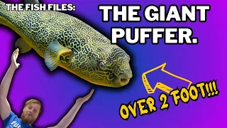 The BIGGEST pufferfish (MBU Puffer) Everything you should know about them and busters story!