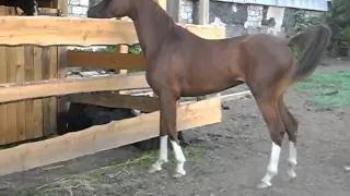 красота арабской лошади