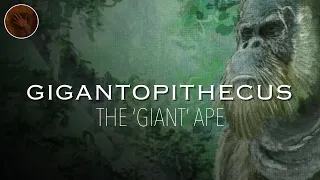 Gigantopithecus: The Largest Ape that Ever Existed | Prehistoric Humans Documentary