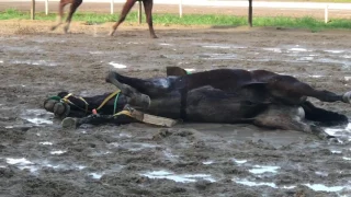 Caballo del hipodromo muere de un infarto