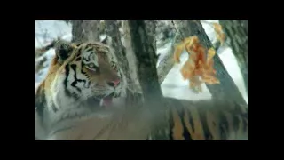 Tier Dokumentarfilm - Big Five Asien - Der Amur Tiger Doku 2015 - Dokumentation DOKU Deutsch