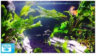 A Great Betta Home! Aquatop Pisces 5 Gallon Fish Tank Setup