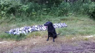 Kyyhkyn metsästystä - Pigeon hunting