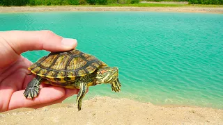 Introducing the Baby Turtles to the New Ponds!