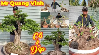 MR VINH SỘP | #0948055921 | BONSAI ĐẸP MAI CHIẾU THỦY, SỘP ĐỎ, SI HỒNG, ME, SỨ, SAM, NGUYỆT, KHẾ, ĐỀ