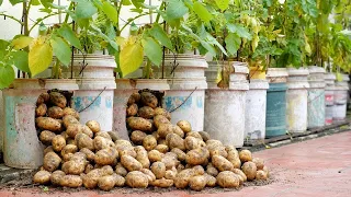 Great ways to grow potatoes at home, easily and with lots of tubers