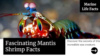 Underwater Warriors : Top Ten Mantis Shrimp Facts