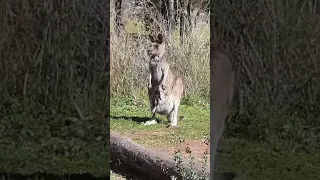 Cute Double Trouble🦘😍