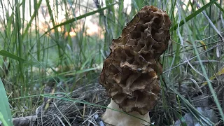 Morel Mushroom Hunting - NDGF - 05-23-2023