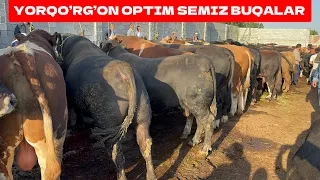 YORQO’RG’ON OPTIM SEMIZ BUQALAR