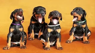 Doberman puppies are the sweetest and funny animals on earth 🔴 Funny Dog Compilation 2017