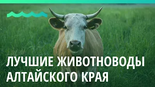 Награждение лучших животноводов Алтайского края прошло в Барнауле