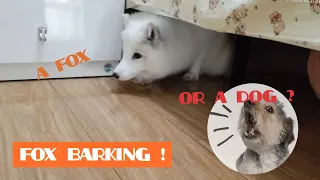 Fox Barking Like A Dog