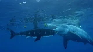 Measuring Giant Great Whites