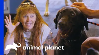 22 Dogs Get New Homes in Prison | Pit Bulls & Parolees