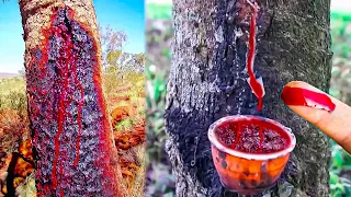 7 Most Dangerous Trees You Should NEVER Touch