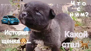 История щеночка🐶которого#Нашли в посадке😥#Повзрослел🐕❤️