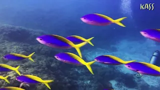 Tubbataha Reef Liveaboard - PalauSport