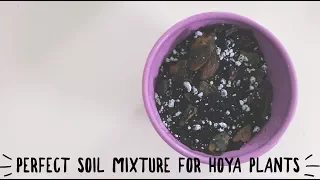 perfect soil mixture for hoya plants! | epiphytes