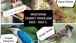 Full isian TERKEJAM 2023/2024‼️untuk Murai & Cendet juara dengan Hight Quallity Audio‼️