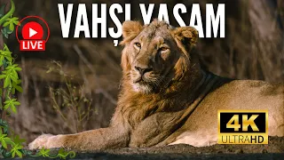Dmx vahşi yaşam /Aslanlar/Türkçe /aslan belgeseli