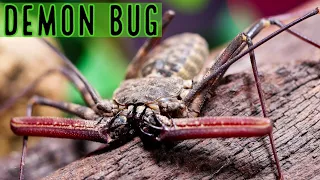 Tailless Whip Scorpion Info & Care Damon medius - D. diadema