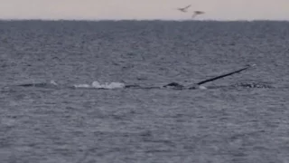 Narwhals Near Baffin Island