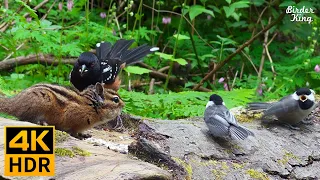 Cat TV for Cats to Watch 😺 Cute Birds, Chipmunks, Squirrels, Doves and Ducks 🐦🐿️ 8 Hours(4K HDR)