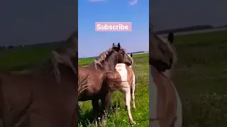 watch Horse mating