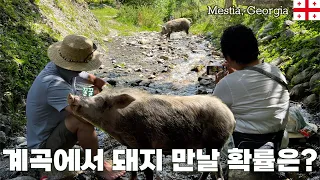 계곡에서 돼지를 만날 확률! 그리고 돼지가 이렇게 사랑스러울수가? Met a Cutie Piggy in Mestia | Georgia