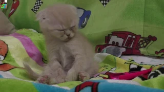 Котенок Кекс умылся и уснул в кроватке Смешные котята Видео для детей 2020 Funny Cats video