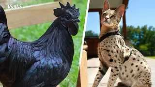 Las 8 mascotas más caras de la historia