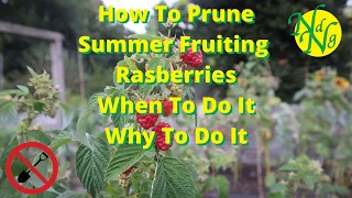 How To Prune Summer Fruiting Raspberries: When to Do It - Why To Do It