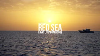 Brothers, Daedalus Reef and Elphinstone Liveaboard | Egypt October 2022