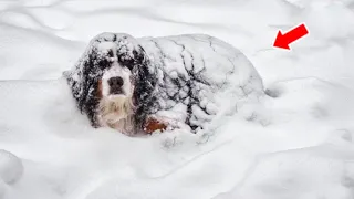 People Found A Dog In The Snow, And They Discovered With Horror What She Was Hiding Under Her Body！