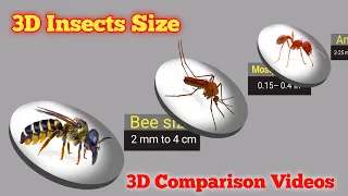Insects Size 3D Comparison | 3D Animation Comparison | Insects Biggest #insects #3danimation