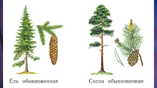 "Хвойные деревья", Окружающий мир 1 класс ч.2, с.7-8, Школа XXI век.