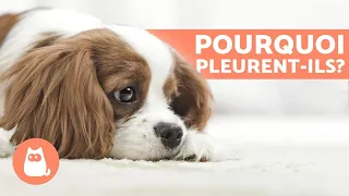 Pourquoi les chiens pleurent? - LES 6 CAUSES PRINCIPALES