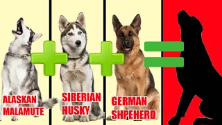 10 Unbelievable Incredible Mixed Cross Hybrid Dog breeds / Finest Dog cross breeds