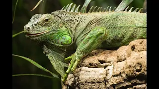Geheimnisvolle Leguane - Wenn Evolution sich wiederholt | Dokumentation