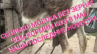 ❤️ Козы. Козлята. Сколько молока. Кормление коз без зерна. 4 мая 2020 г. Наши новости.