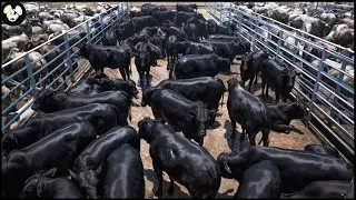 How Do American Farmers Raise 6 Million Angus Cows - Farming Documentary