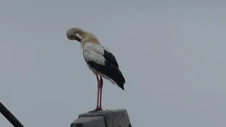 13 6 2021 Der Storch auf dem Laternenpfahl