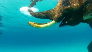 Swimming With Elephant Andaman Islands
