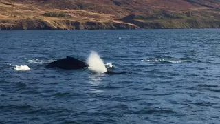Whale Watching in Eyjafjordur