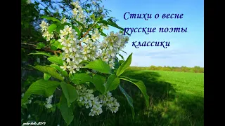 Стихи о весне. Русские поэты классики.