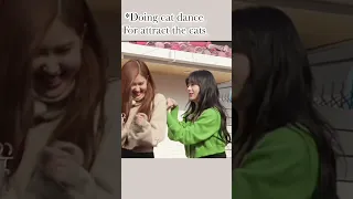 rosé love cats👀 but they😂